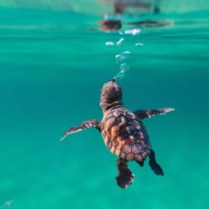 Tortue